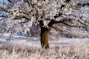 夢中的雪舞，一場飄灑的冬日之夢，夢中的雪舞，飄灑的冬日之夢