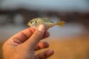 夢到釣到魚，寓意與解讀，夢到釣到魚的寓意與解讀