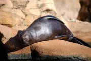 大魚吃小魚免費(fèi)版游戲帶你暢游捕魚海洋，大魚吃小魚，免費(fèi)捕魚海洋體驗(yàn)