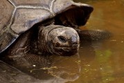 夢中釣魚奇遇，釣到神秘烏龜?shù)钠婊弥?，夢中釣魚奇遇，釣到神秘烏龜?shù)钠婊弥? title=