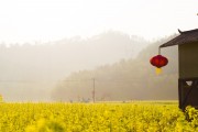 夢中的花?！业脑曰ㄖ?，夢中的花海，我的栽花之旅