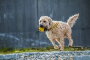 夢遨犬行——一次遛狗的夢境之旅，夢遨犬行，遛狗的夢境之旅