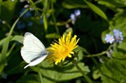 孕婦夢中花語——解析孕婦夢到花的含義，孕婦夢到花的含義解析