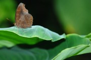 夢(mèng)到蝴蝶，解讀其背后隱藏的預(yù)兆，夢(mèng)到蝴蝶，解讀其背后的預(yù)兆與象征意義