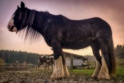 動物的游戲免費世界，10款引人入勝的動物游戲，讓它們在游戲中尋找樂趣！