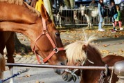 夢中奇遇，與各種動物共舞，夢中奇遇，與各種動物共舞