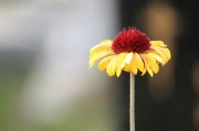 探尋自由的綠色花朵——免費(fèi)的小花仙游戲介紹，小花仙，追尋自由綠色花朵的游戲介紹