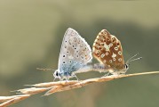 女人夢到動物，解讀夢境中的神秘信號，女人夢到動物，解讀夢境中的神秘信號