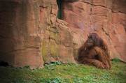 我的動物園的游戲免費，動物園游戲，享受寓教于樂的動物世界