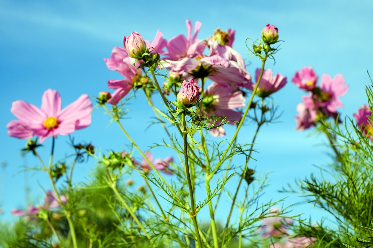 夢(mèng)中的鮮花盛開(kāi)