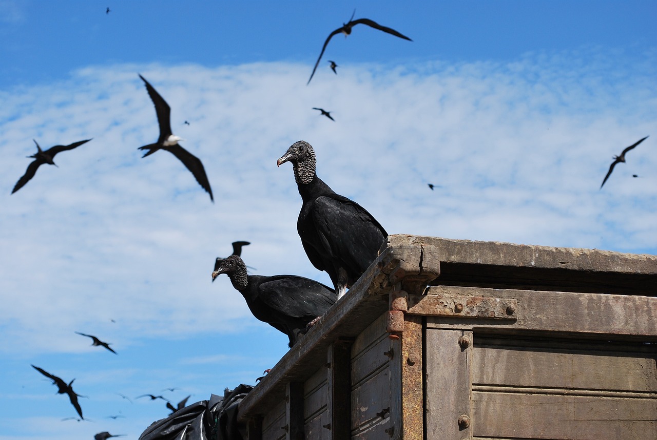 夢(mèng)中飛翔的鳥(niǎo)影——一次奇妙的夢(mèng)境之旅