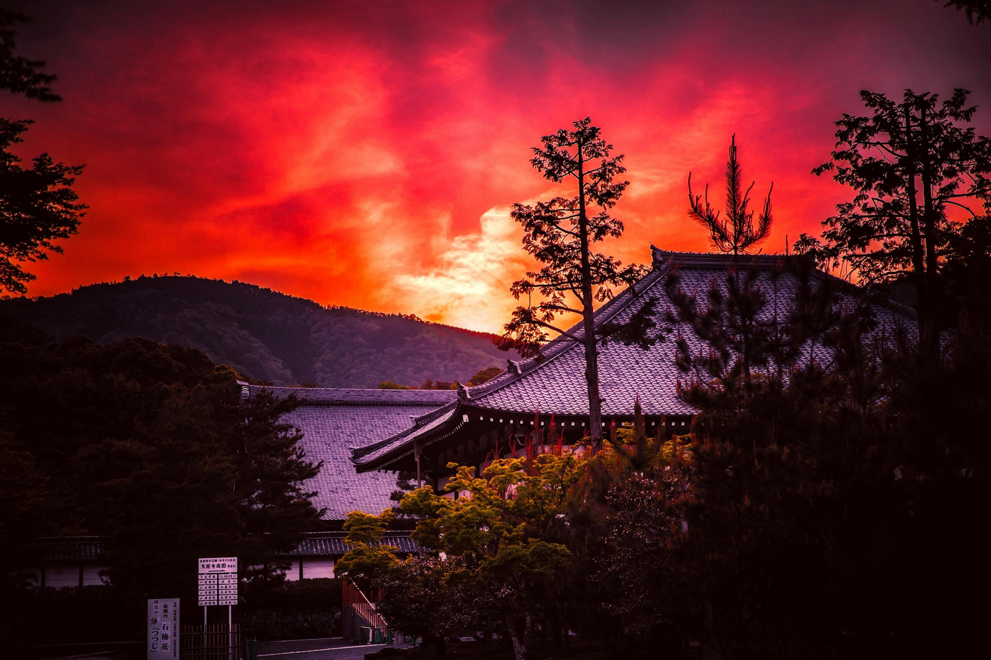 夢中的拔樹之旅，一次心靈的覺醒