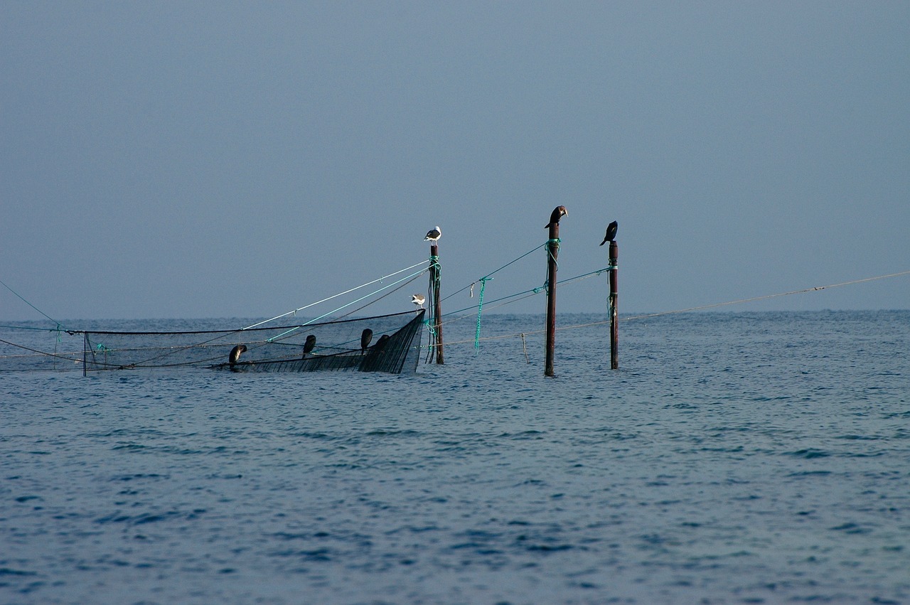 夢(mèng)中的魚(yú)影，一次自我探索的殺魚(yú)夢(mèng)