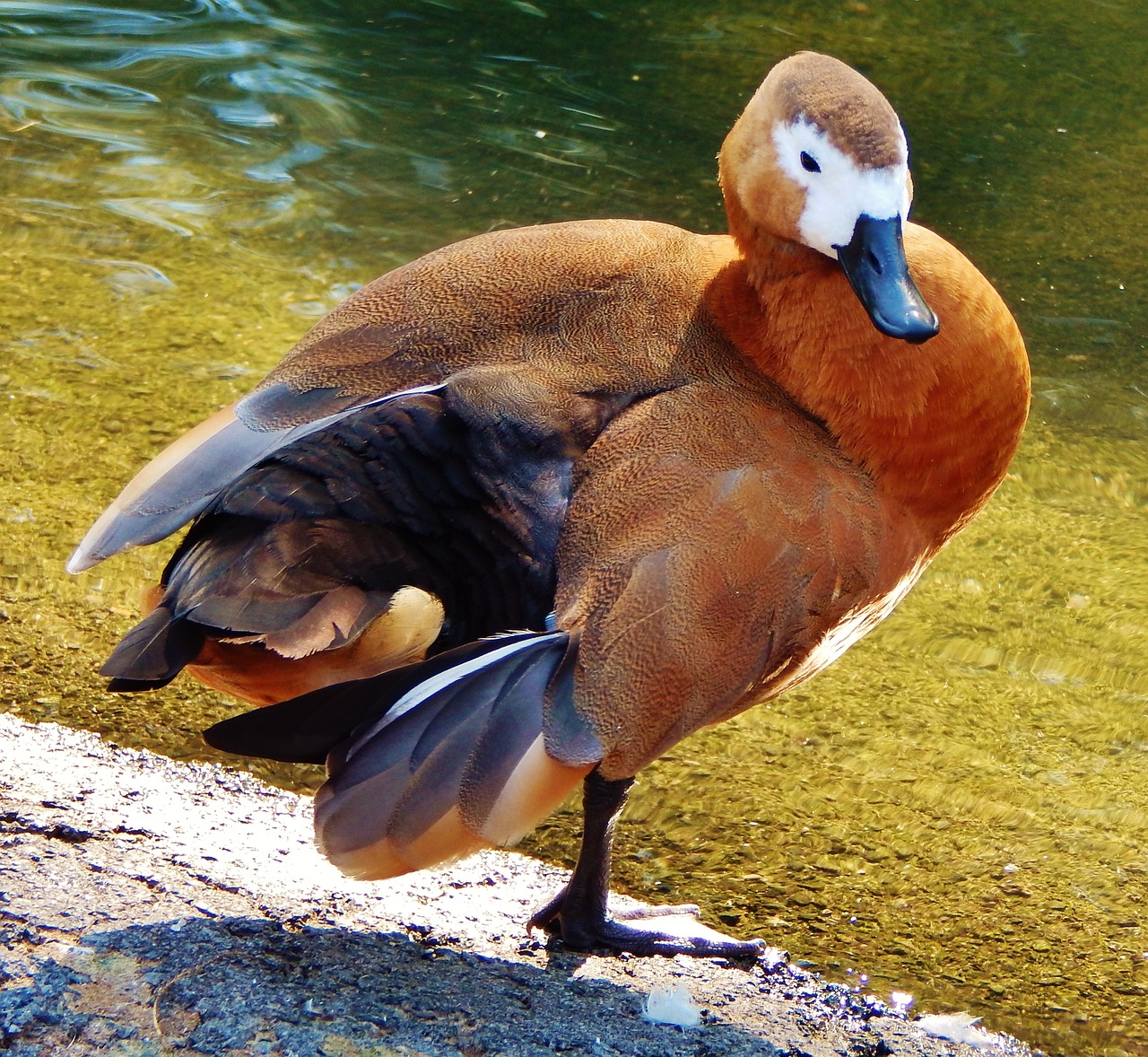 知鳥下載安裝_知鳥平臺下載安裝