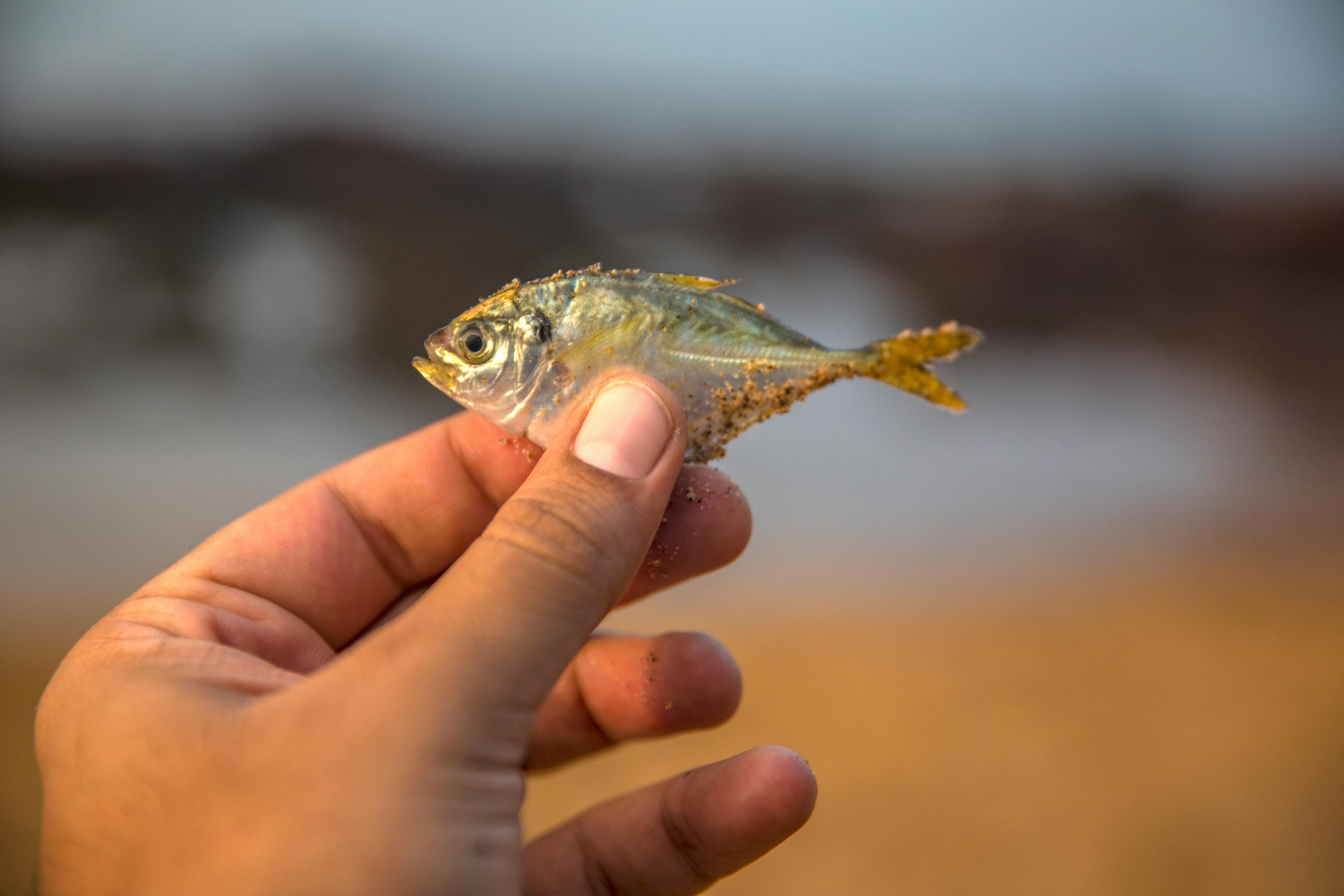 夢到釣到魚，寓意與解讀