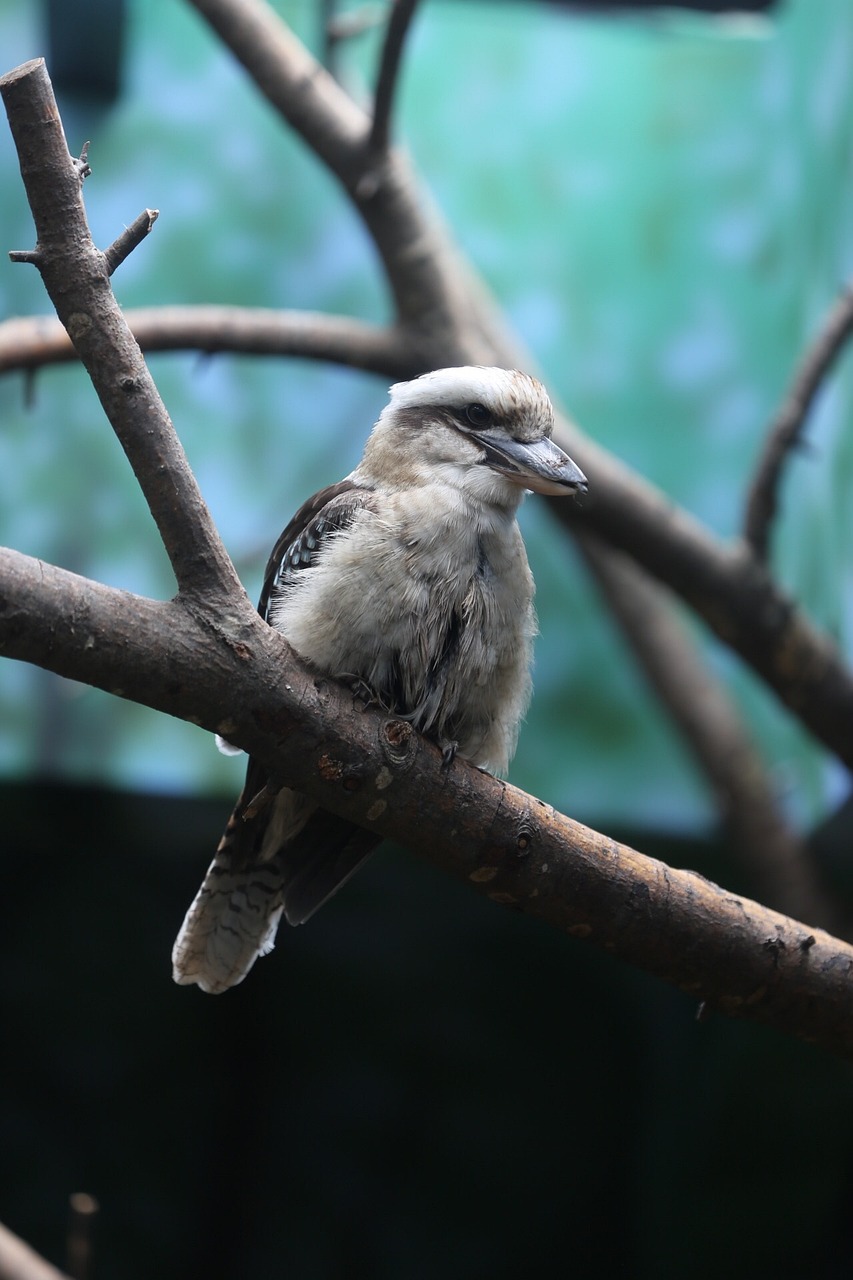 知鳥app下載安裝_知鳥官網(wǎng)下載安裝