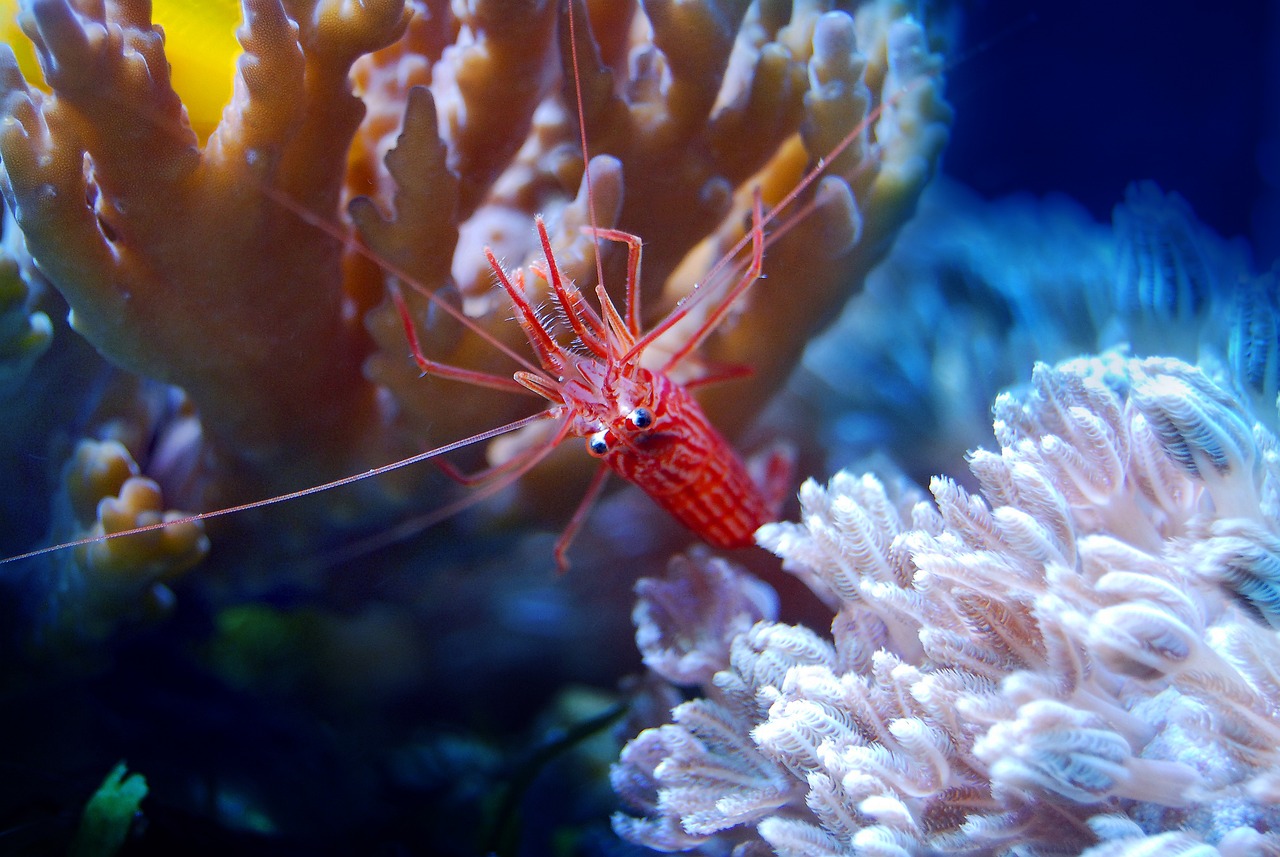 夢(mèng)游水族世界，魚與蝦的神秘夢(mèng)境