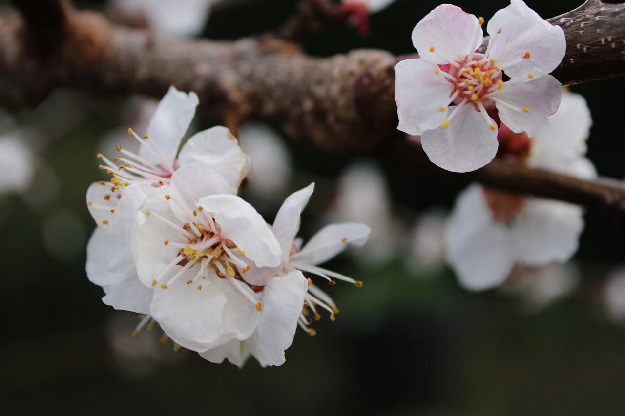 夢(mèng)中樹開花，寓意何在？