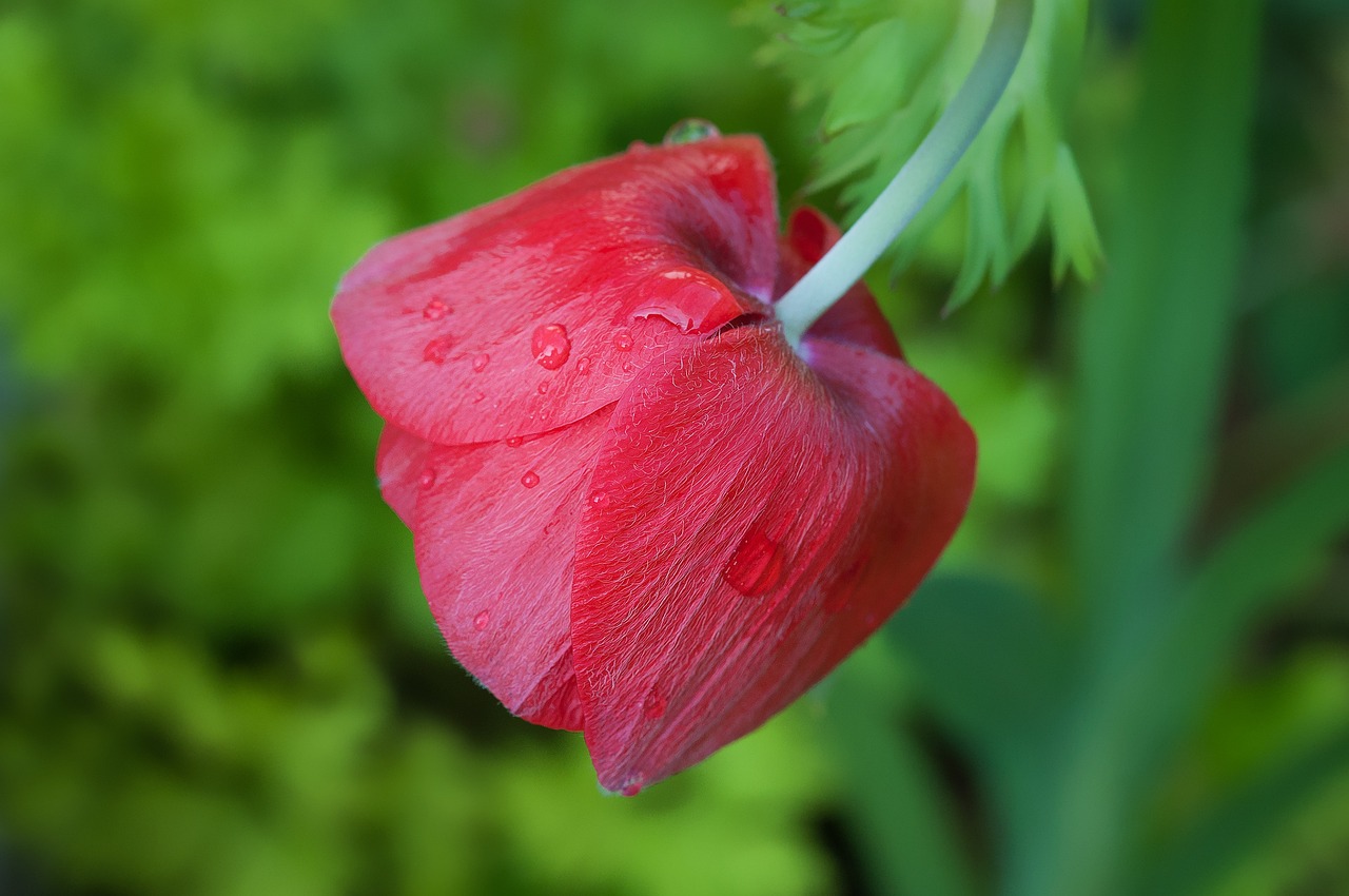 懷孕期間夢(mèng)到花的神秘寓意