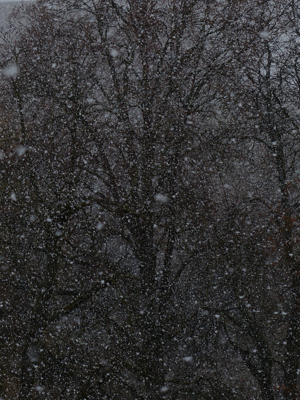 夢(mèng)中雪舞，心靈的洗禮