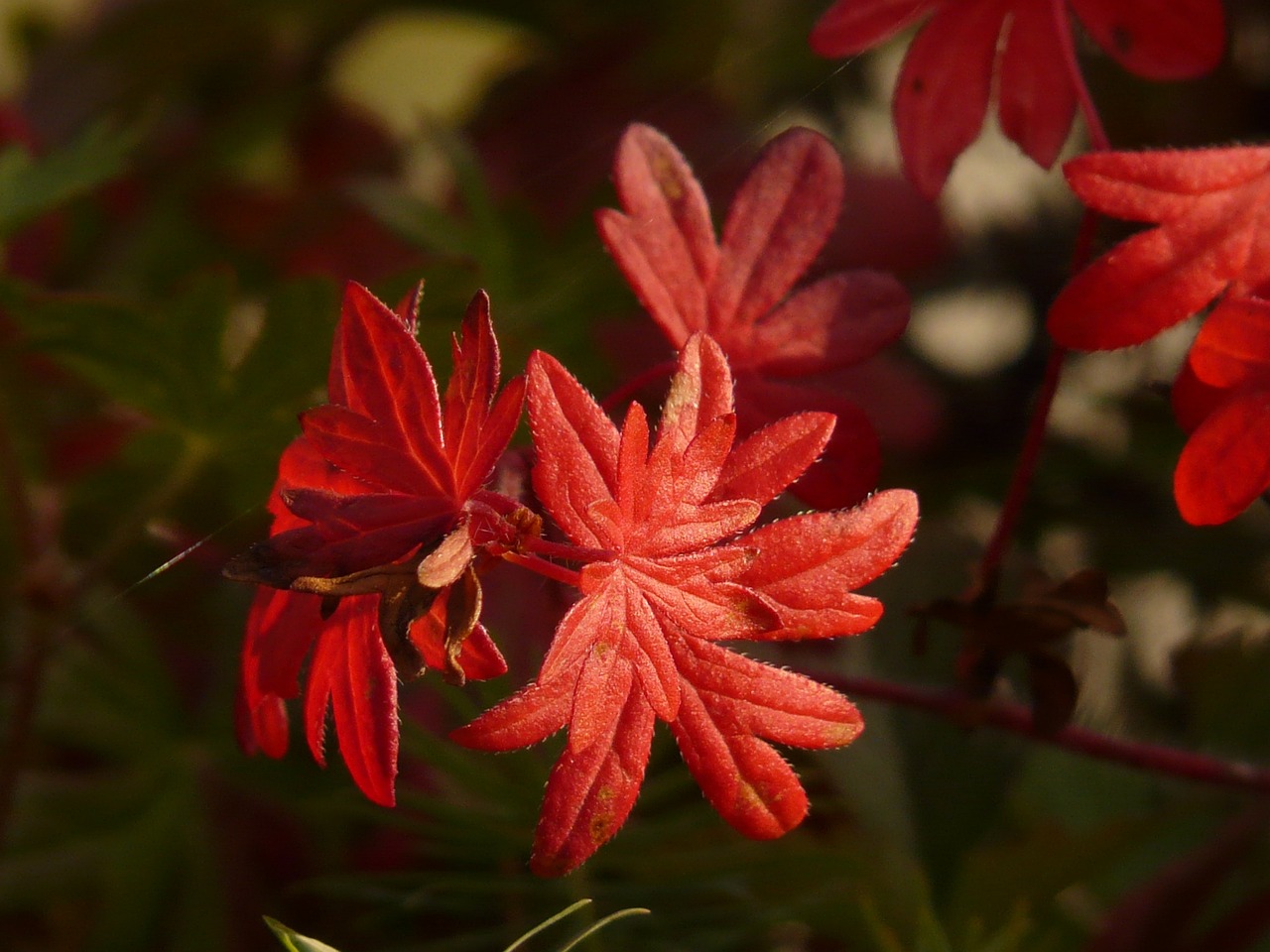 孕婦夢(mèng)到西紅柿的寓意與解讀