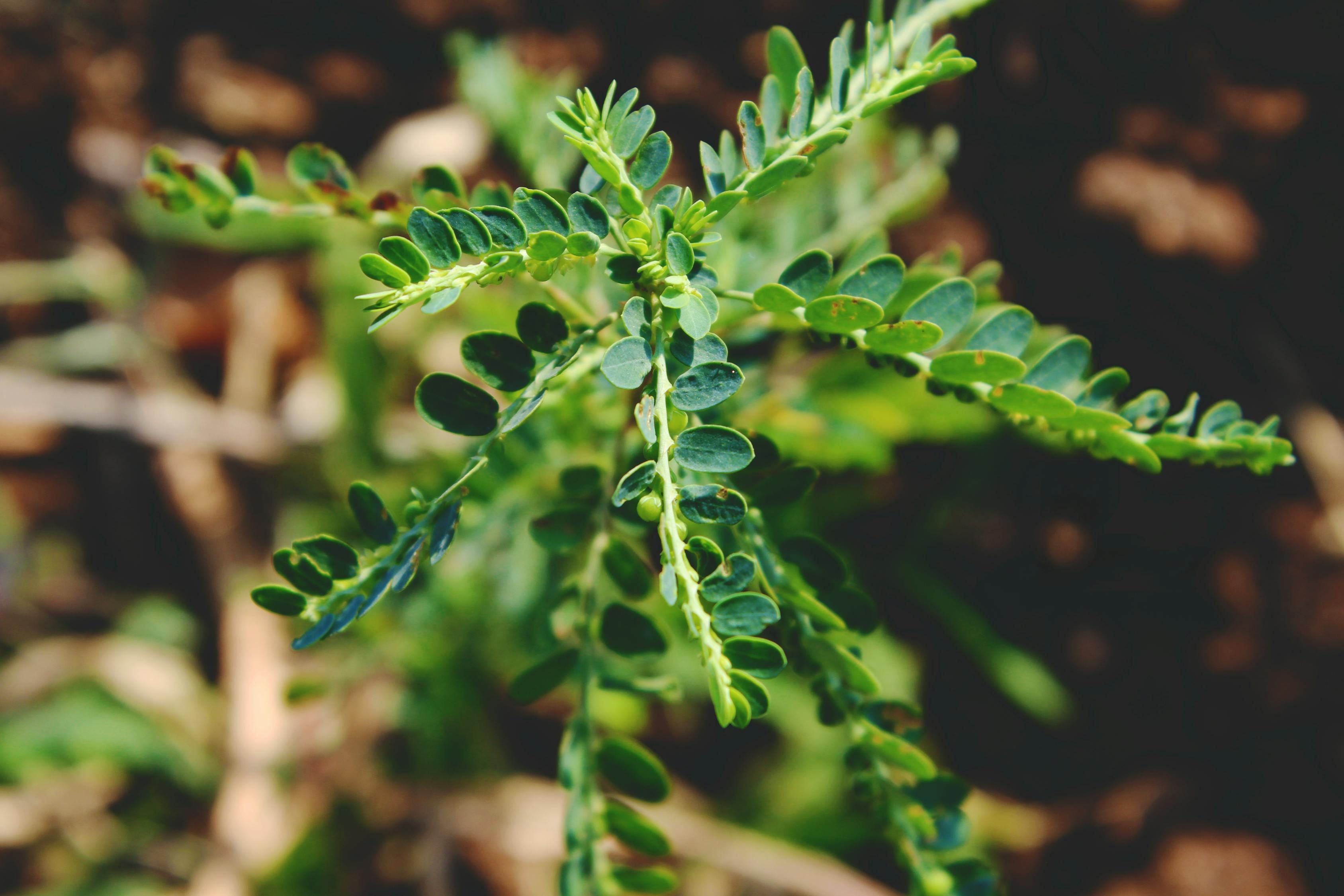 夢中的異樣生物——蝎子與蜈蚣的神秘啟示