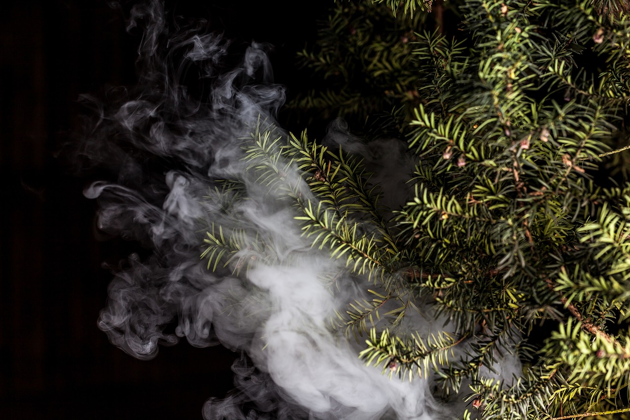 蒸汽朋克風格的植物大戰(zhàn)僵尸，植物刺客，一款無需付費的游戲