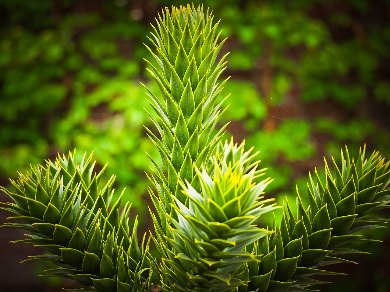 虛擬世界中的植物游戲免費(fèi)體驗(yàn)——探討其價(jià)值與影響