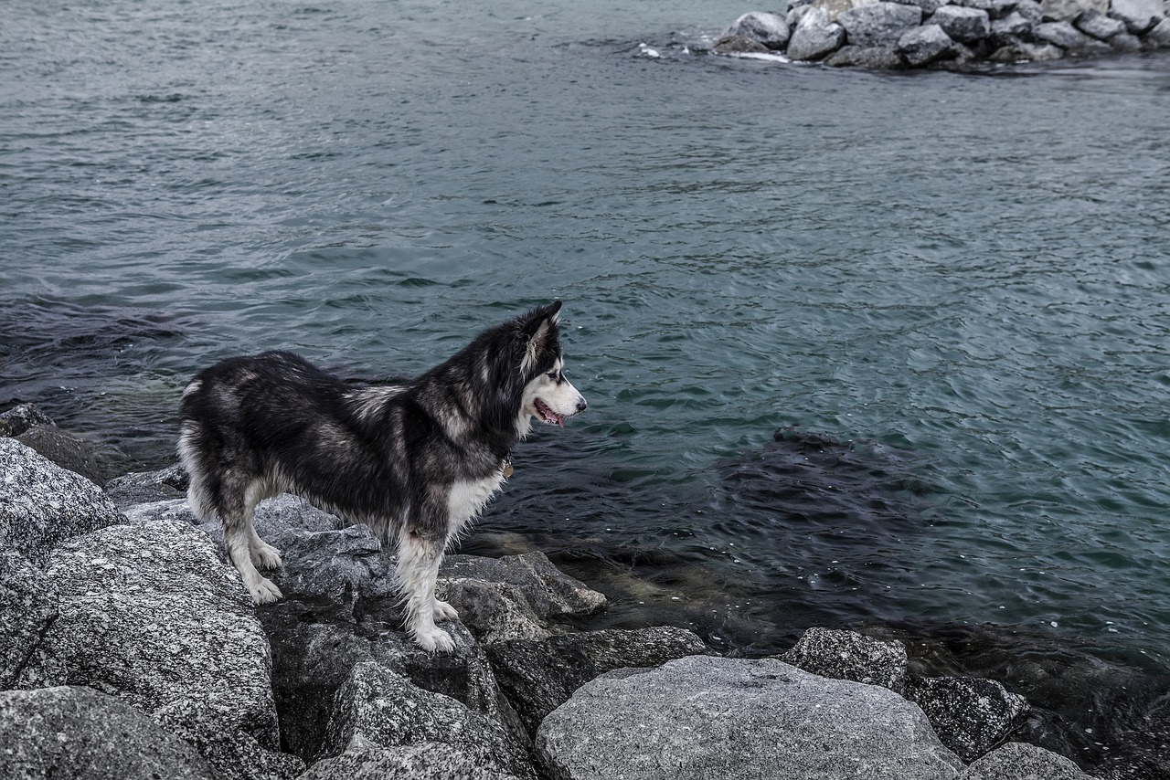 哈士奇作為一種忠誠、活潑的犬種，深受人們喜愛。作為一款專門為哈士奇設(shè)計(jì)的網(wǎng)站插件，它不僅能夠幫助用戶更方便地管理和查看哈士奇的相關(guān)信息，還能提高用戶體驗(yàn)。