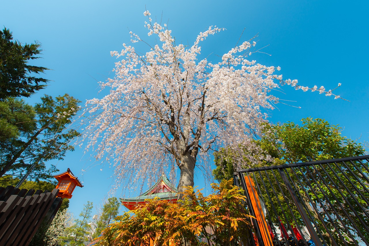 夢(mèng)中的大櫻桃，一場(chǎng)甜蜜的奇幻之旅