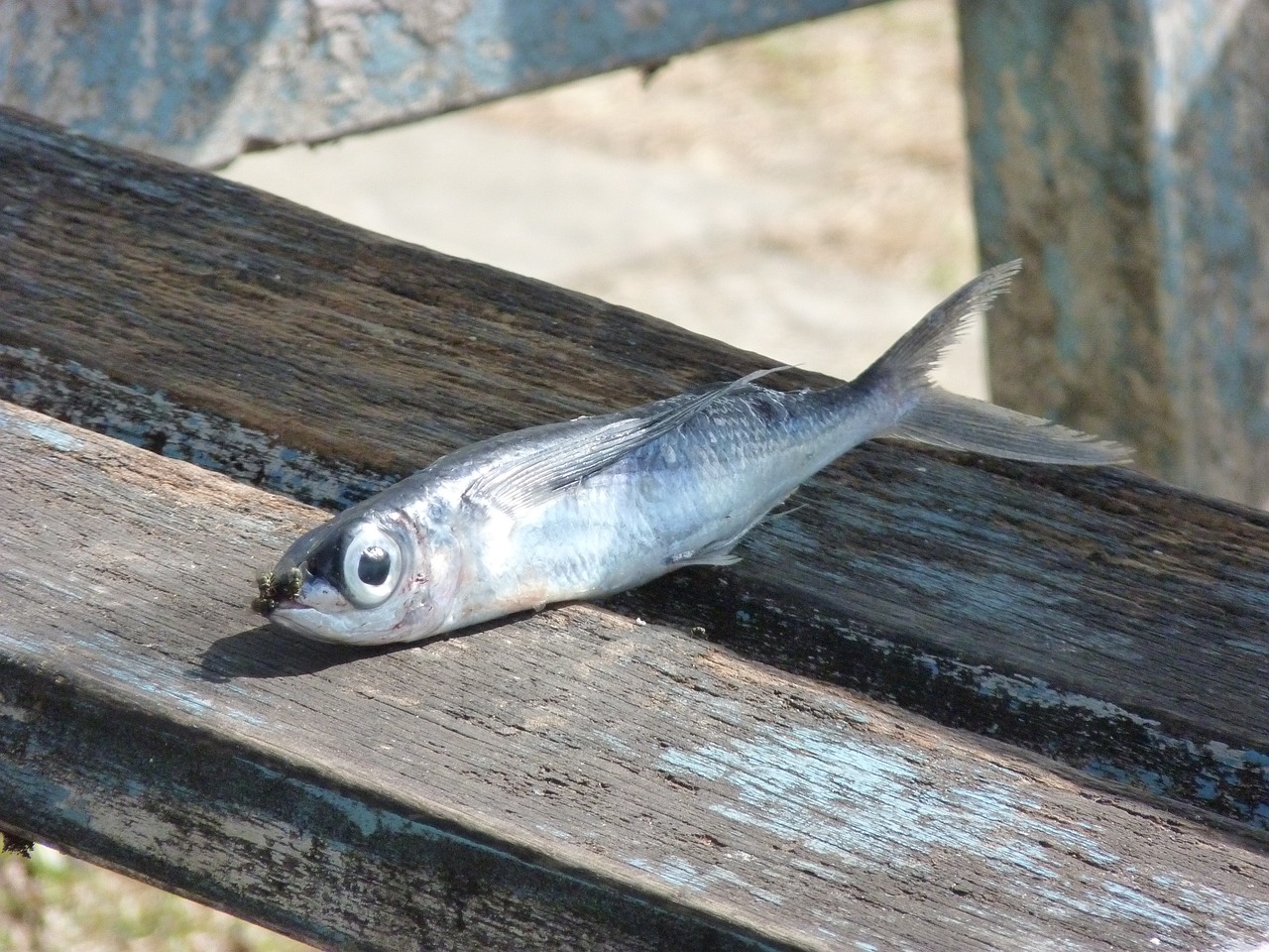 夢到撈魚，寓意與解讀