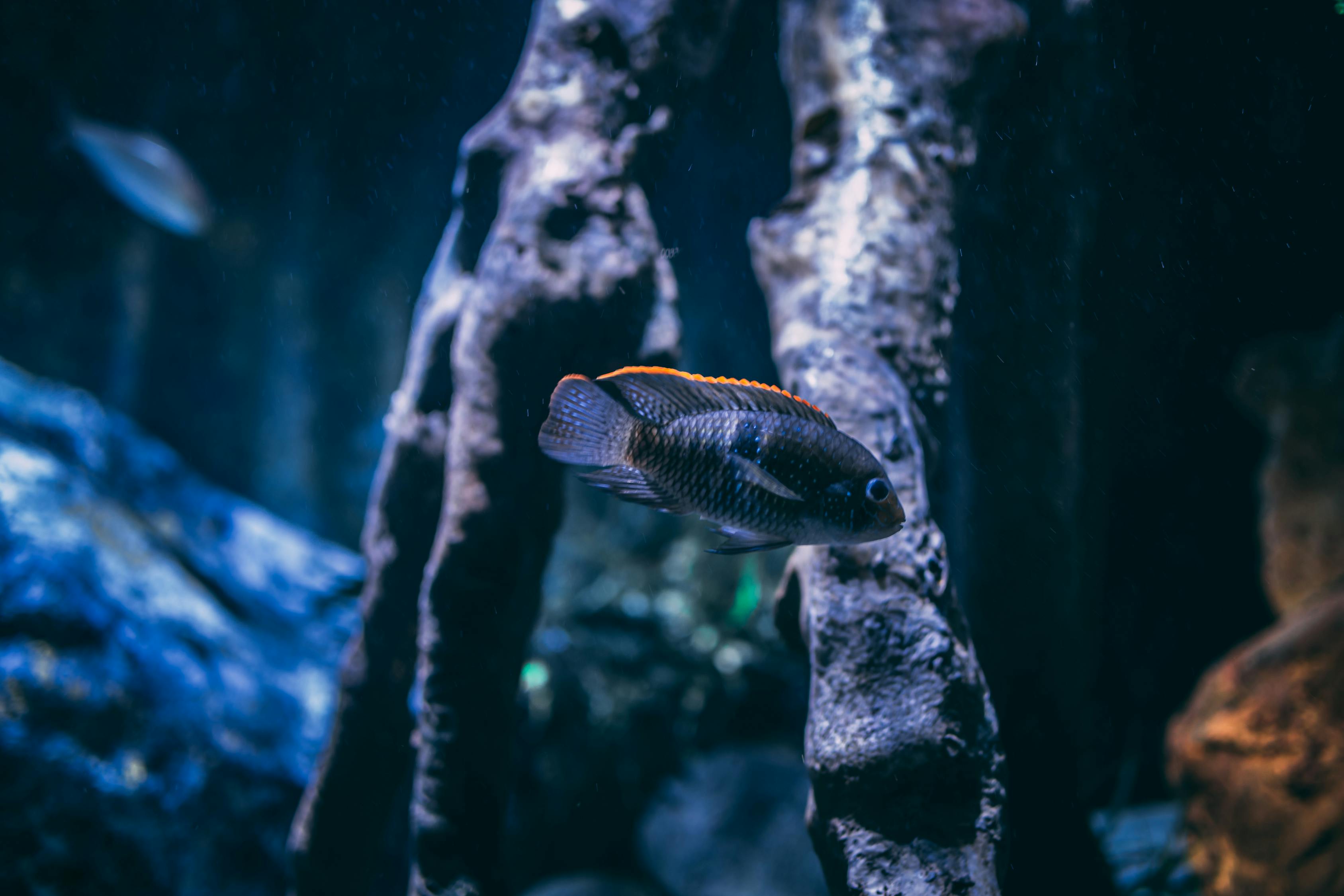 夢境中的魚與刀——一次夢到買魚殺魚的體驗